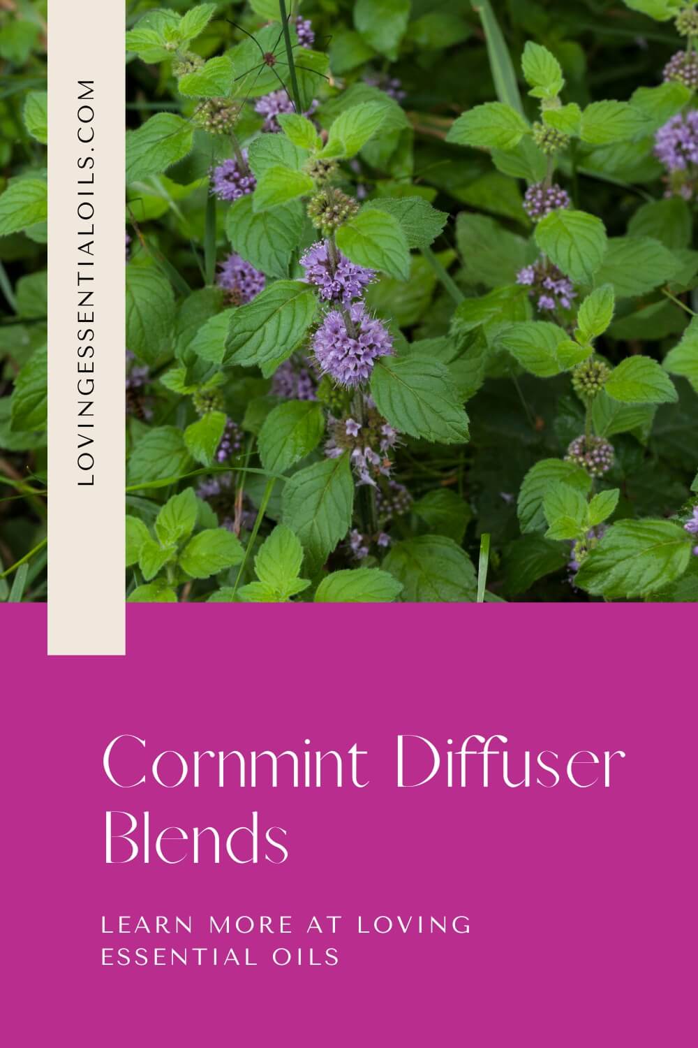 Corn Mint Diffuser Blends