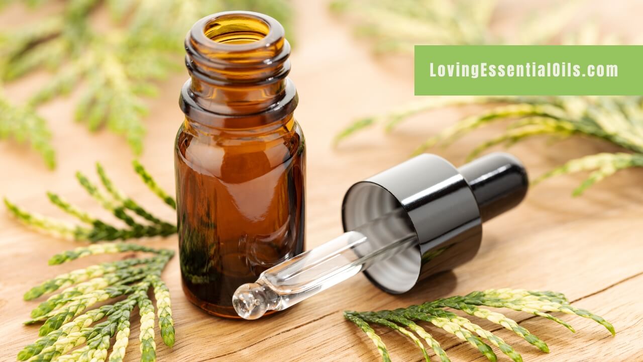Cypress Essential Oil Emotional Benefits by Loving Essential Oils