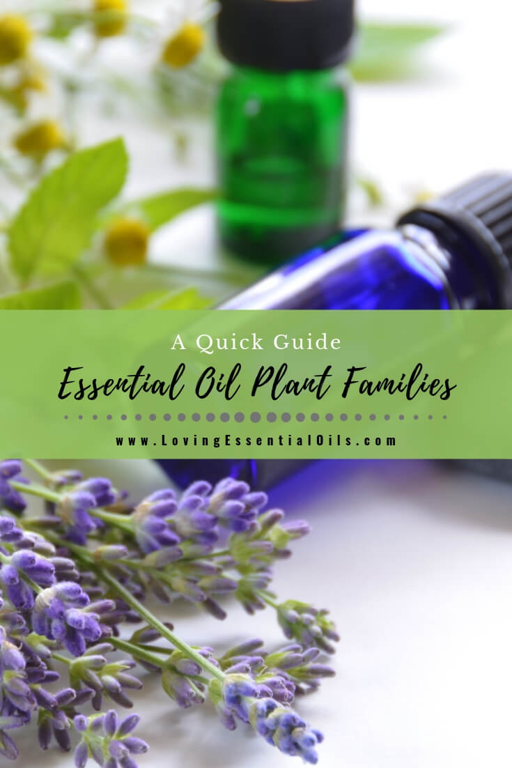 Essential Oil Families with Free Cheat Sheet by Loving Essential Oils