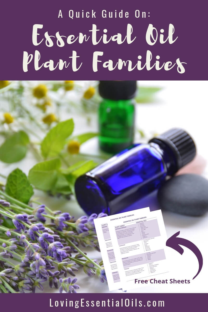 Essential Oil Plant Categories with Free Printable Cheat Sheet for Recipes and Blending by Loving Essential Oils