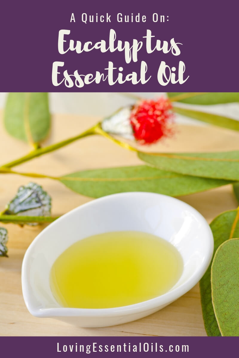 Eucalyptus Blends Well With - EO Spotlight | A Quick Guide by Loving Essential Oils