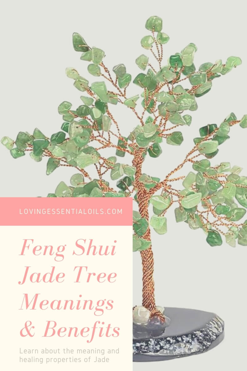 Feng Shui Jade Tree Meanings and Benefits by Loving Essential Oils