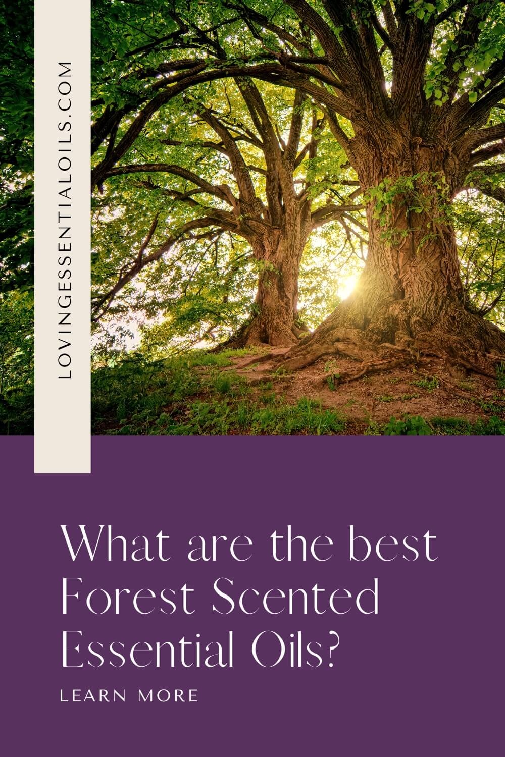 What are the best Forest Scented Essential Oils? by Loving Essential Oils