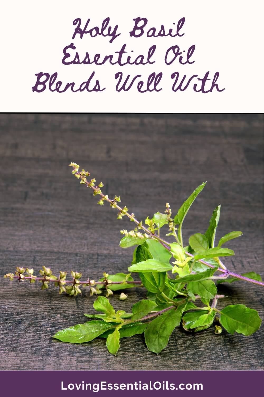Holy Basil Essential Oil Blends Well With by Loving Essential Oils