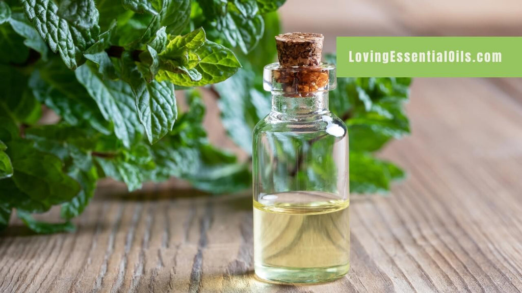 How to Apply Peppermint Essential Oil by Loving Essential Oils