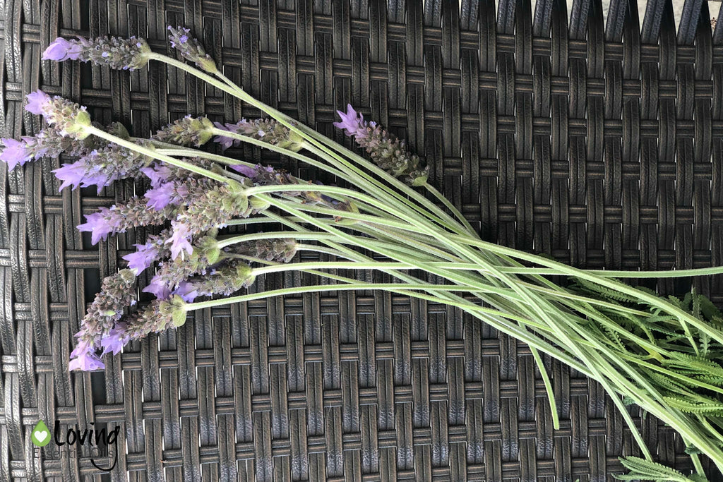 How to Dry Lavender and Ideas for Use