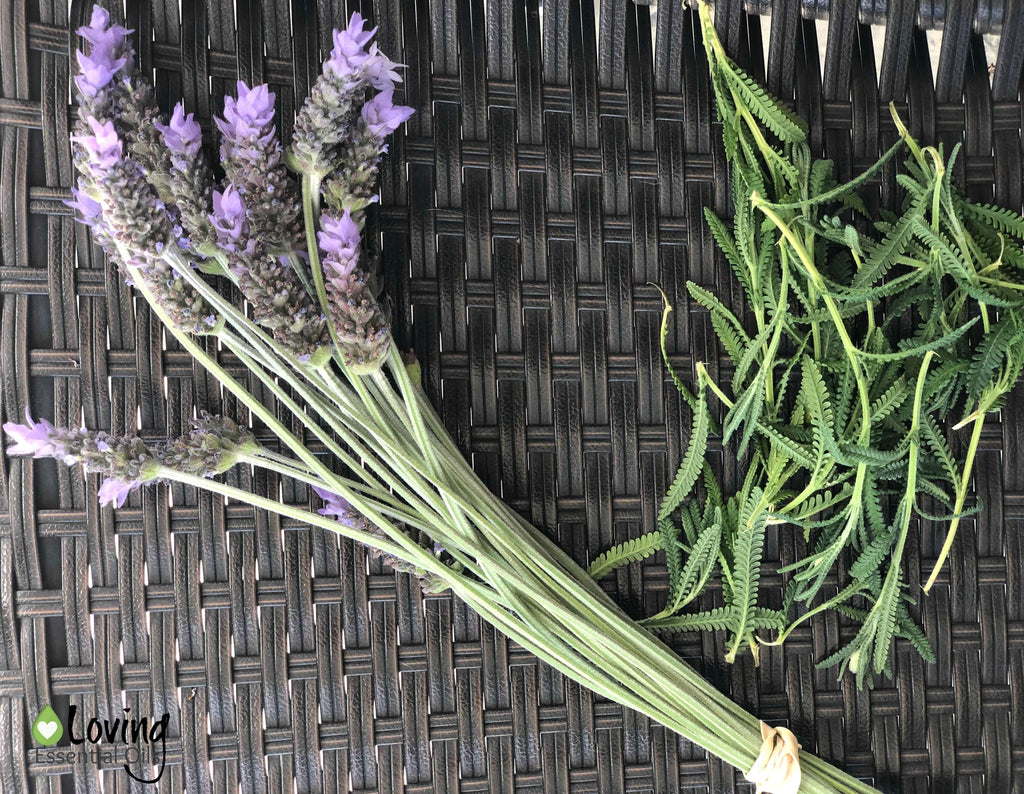 Drying Lavender Flowers » The Tattered Pew