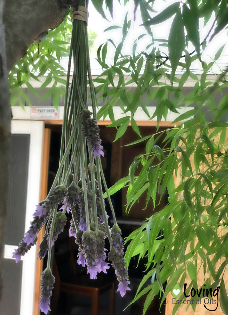 Drying Lavender Leaves Tutorial PLUS Ideas for Use by Loving Essential Oils