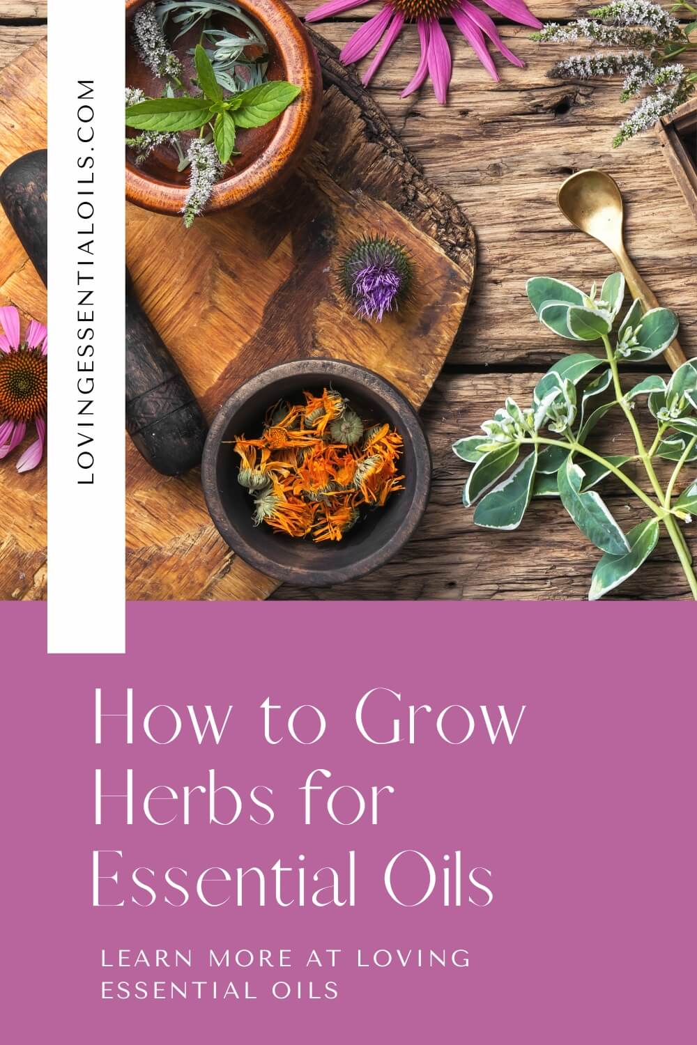 How to Grow Herbs for Essential Oils by Loving Essential Oils