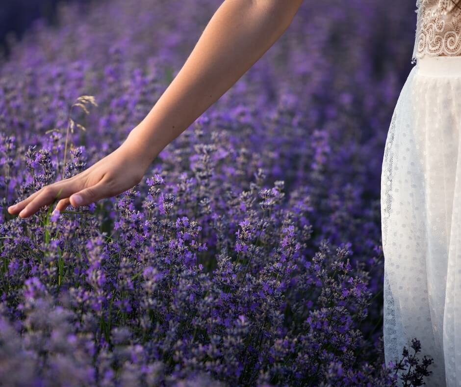 How to Use Lavender Scents for Sleep