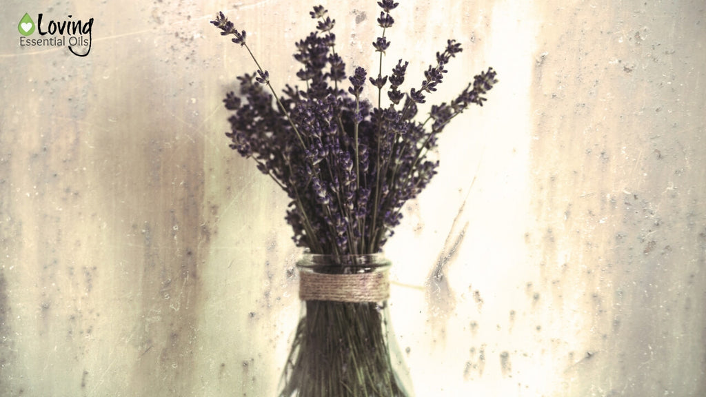 How to dry lavender leaves by Loving Essential Oils