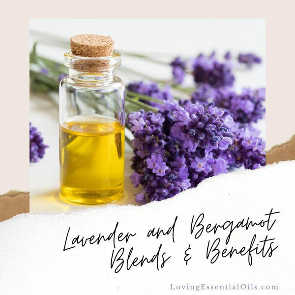 Lavender and Bergamot Blends & Benefits by Loving Essential Oils