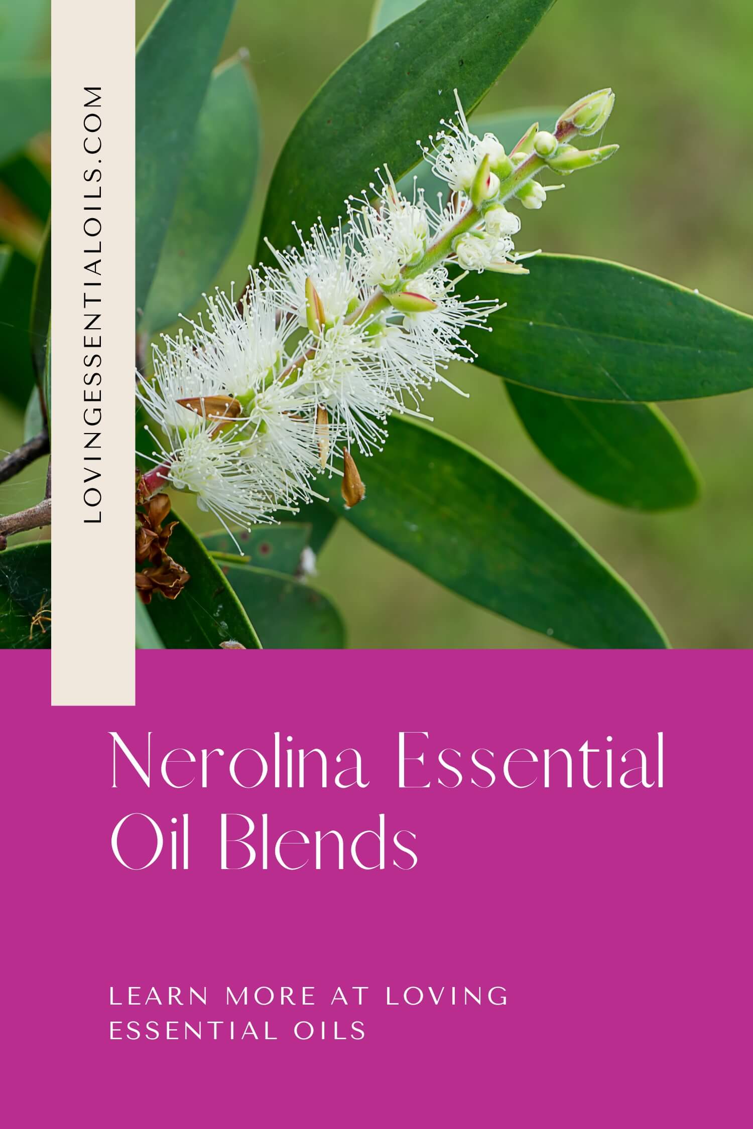 Niaouli Linalool Essential Oil Blends by Loving Essential Oils