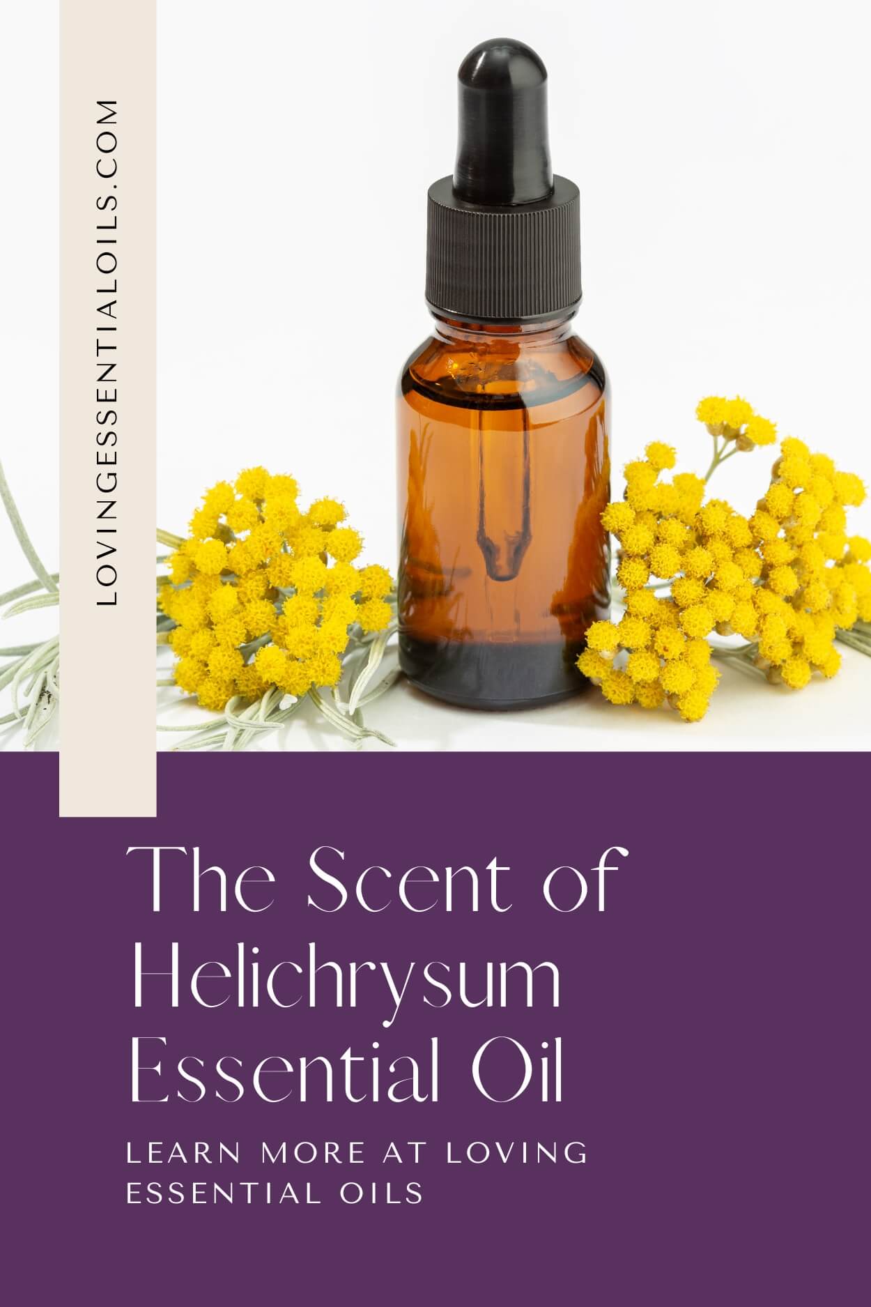 The Scent of Helichrysum Essential Oil by Loving Essential Oils