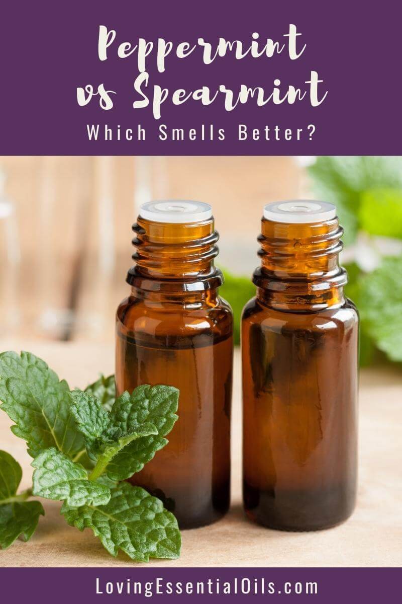 Spearmint and Peppermint Essential Oil - Which Smells Better? by Loving Essential Oils
