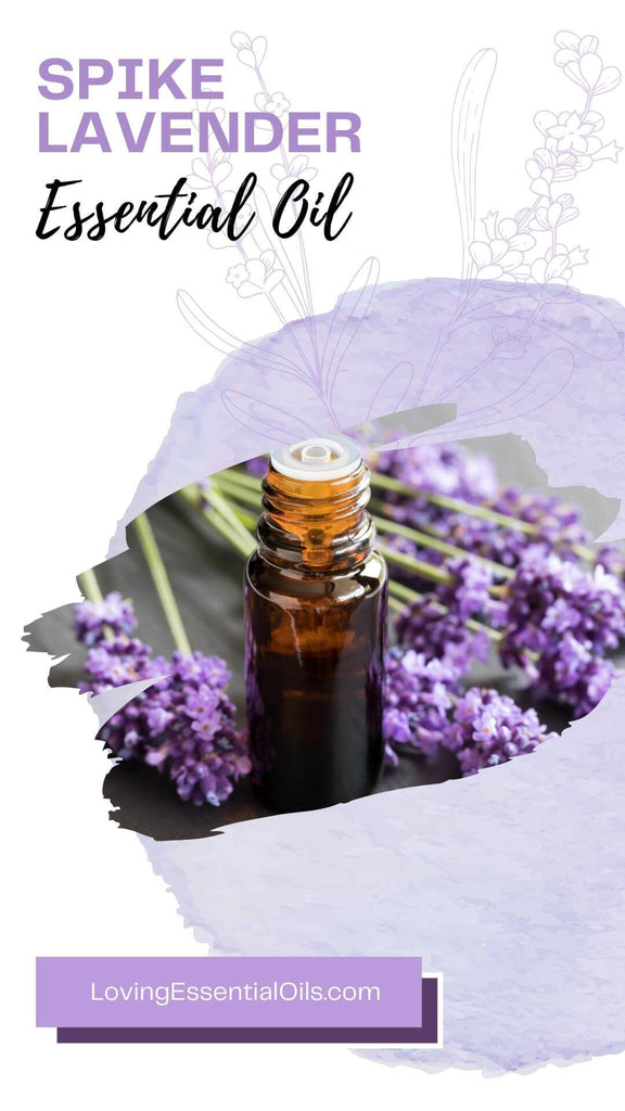Spike Lavender Oil Recipes and FAQs by Loving Essential Oils