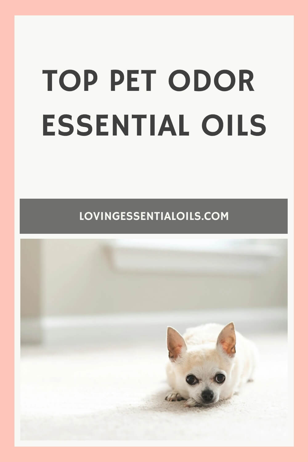 Top Pet Odor Essential Oils