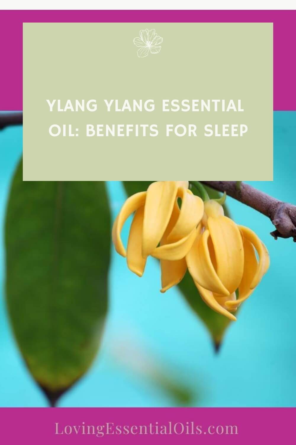 Ylang Ylang Essential Oil Benefits for Sleep