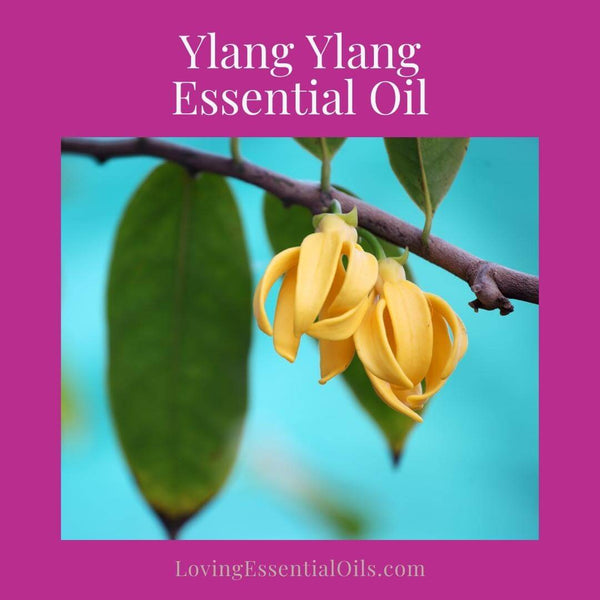 Floral essential oils can be used alone or in combination with other oils  to create a wide range of desired effects. When used alone, floral oils are  typically associated with feelings of