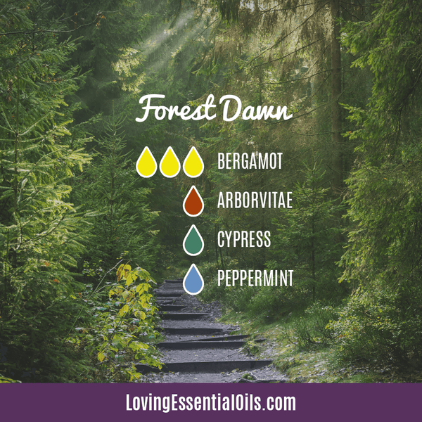 Arborvitae Oil Uses Spotlight by Loving Essential Oils | Forest Dawn Diffuser Blend with Arborvitae, peppermint, cypress and bergamot essential oil