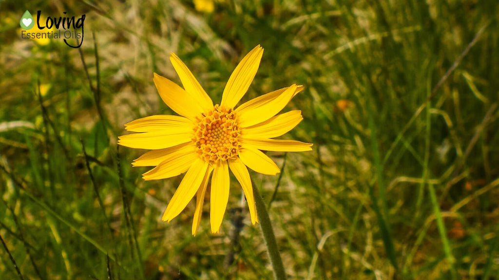 Arnica Flower | Arnica Oil Use and Benefits plus Safely Tips and DIY Recipes by Loving Essential Oils