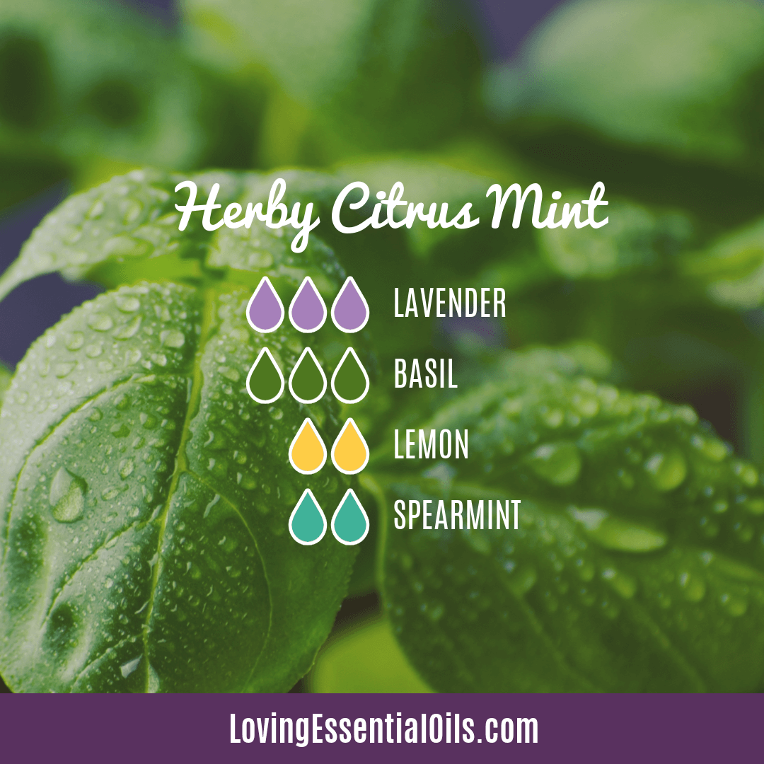 Basil Diffuser Blends - Herby Citrus Mint by Loving Essential Oils with lavender, basil, lemon and spearmint