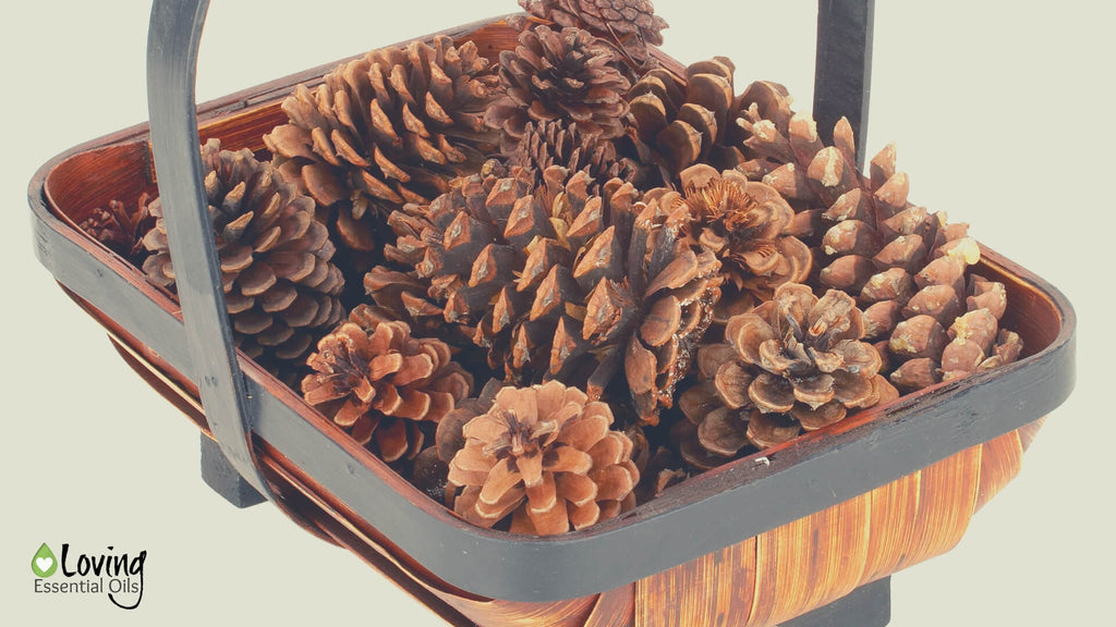 Essential Oil Scented Pine Cones with Cassia Oil | Cassia Essential Oil Uses, Benefits & Recipes - EO Spotlight by Loving Essential Oils