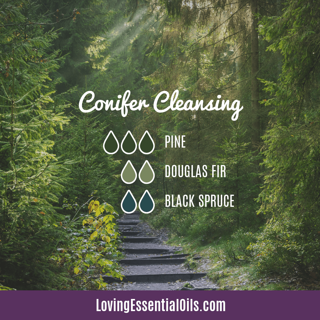 Conifer Diffuser Blend - Conifer Cleansing by Loving Essential Oils with pine, spruce and fir