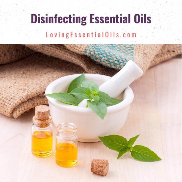 Disinfecting Essential Oils by Loving Essential Oils