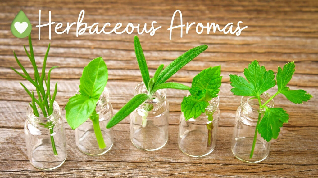 Herbaceous Aromas with essential oil category chart by Loving Essential Oils