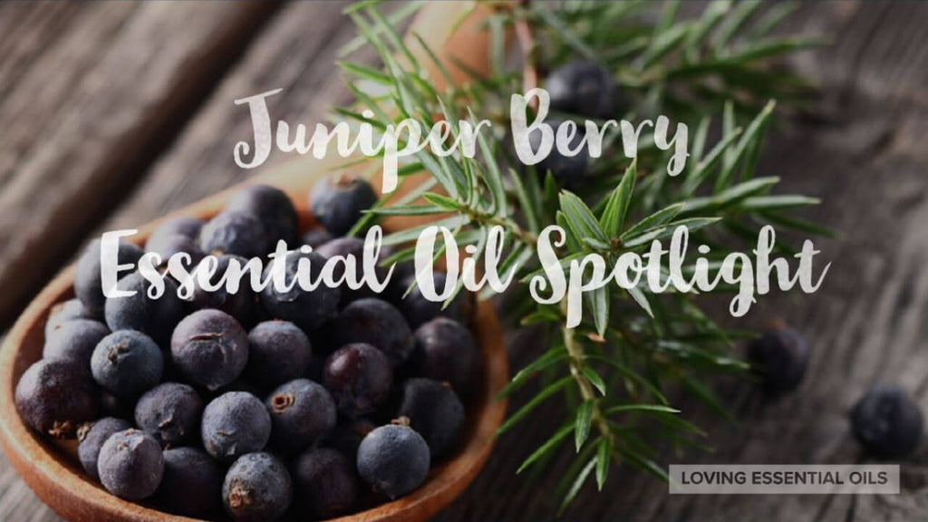 Juniper Essential Oil Benefits and Uses Spotlight by Loving Essential Oils