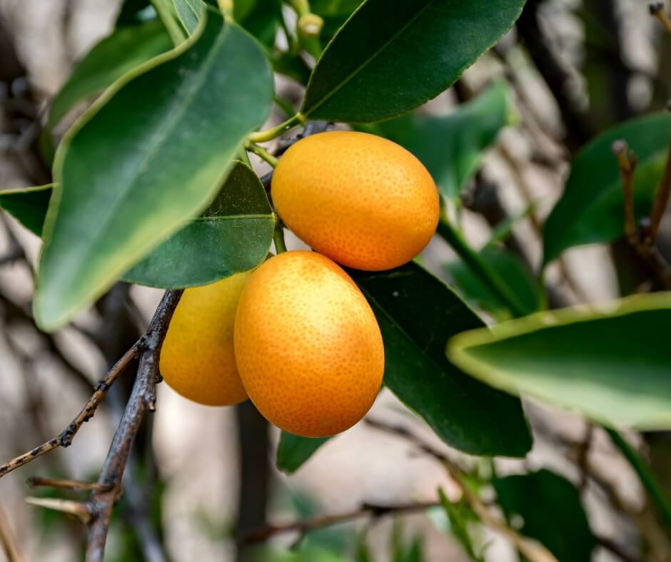 Kumquat oil for aromatherapy benefits by Loving Essential Oils