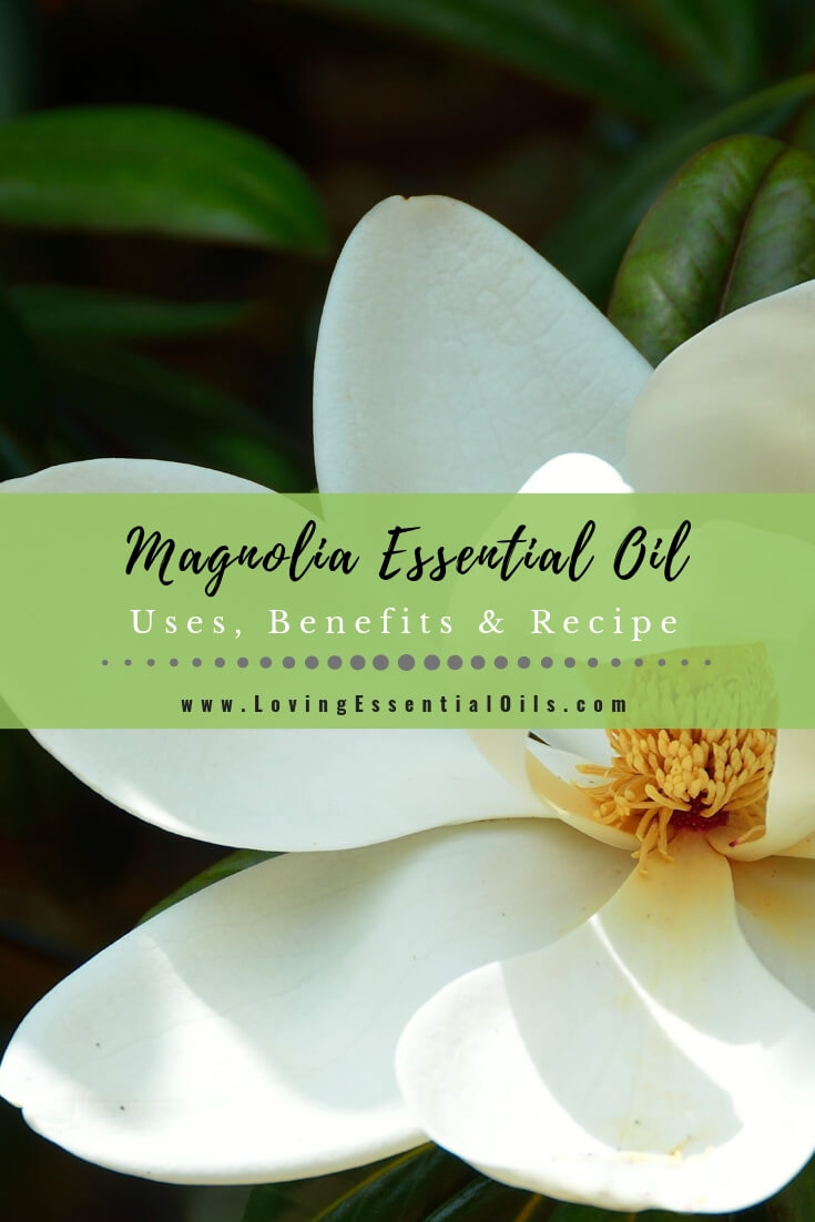 Magnolia Essential Oil Blend Recipes, Uses and Benefits - EO Spotlight by Loving Essential Oils