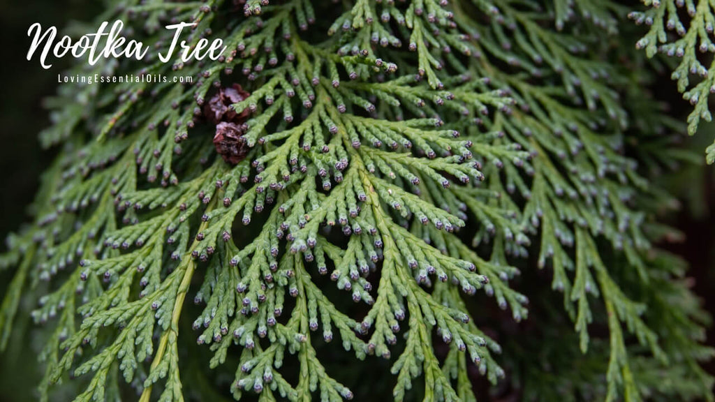 Nootka Tree Oil Spotlight and Facts by Loving Essential Oils