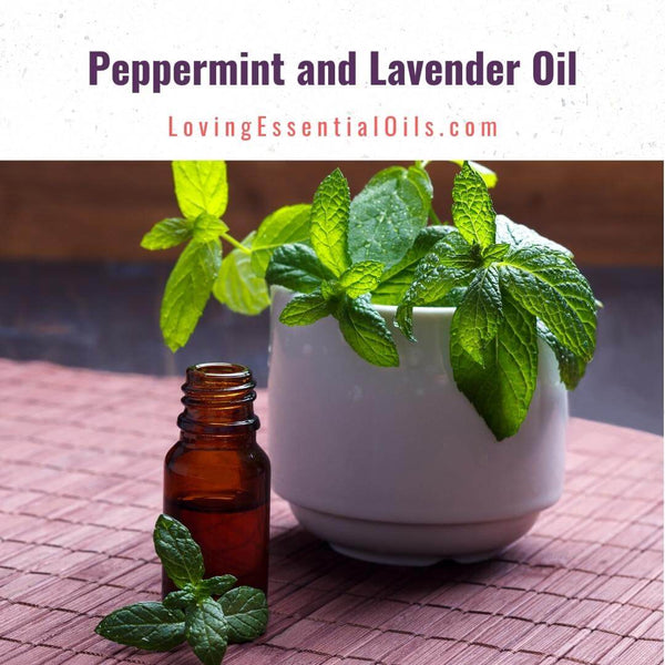 Peppermint and lavender oil uses and benefits by Loving Essential Oils