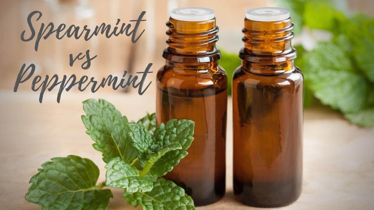 Spearmint vs peppermint oil by Loving Essential Oils