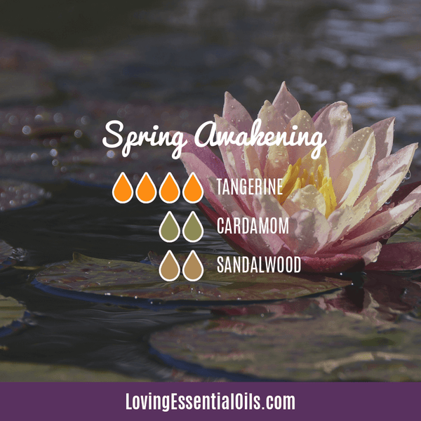 Tangerine Diffuser Recipes - Spring Awakening Diffuser Blend by Loving Essential Oils with tangerine, cardamom, and sandalwood