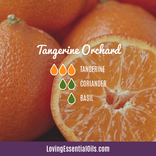 Tangerine Essential Oil Diffuser Blends - Tangerine Orchard Diffuser Recipe by Loving Essential Oils with tangerines, coriander and basil.