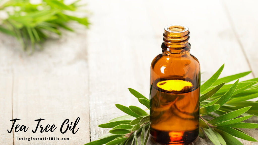 Tea Tree Essential Oil for Skin Tags with DIY Roller Blend Recipe by Loving Essential Oils