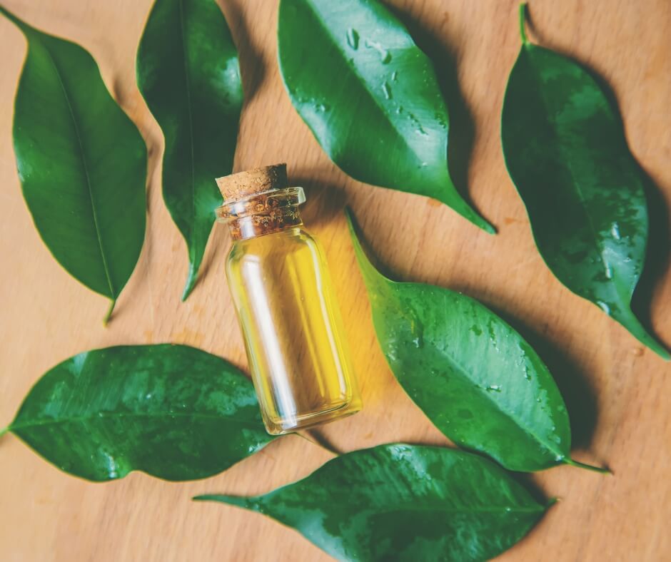 tea tree essential oil uses and benefits