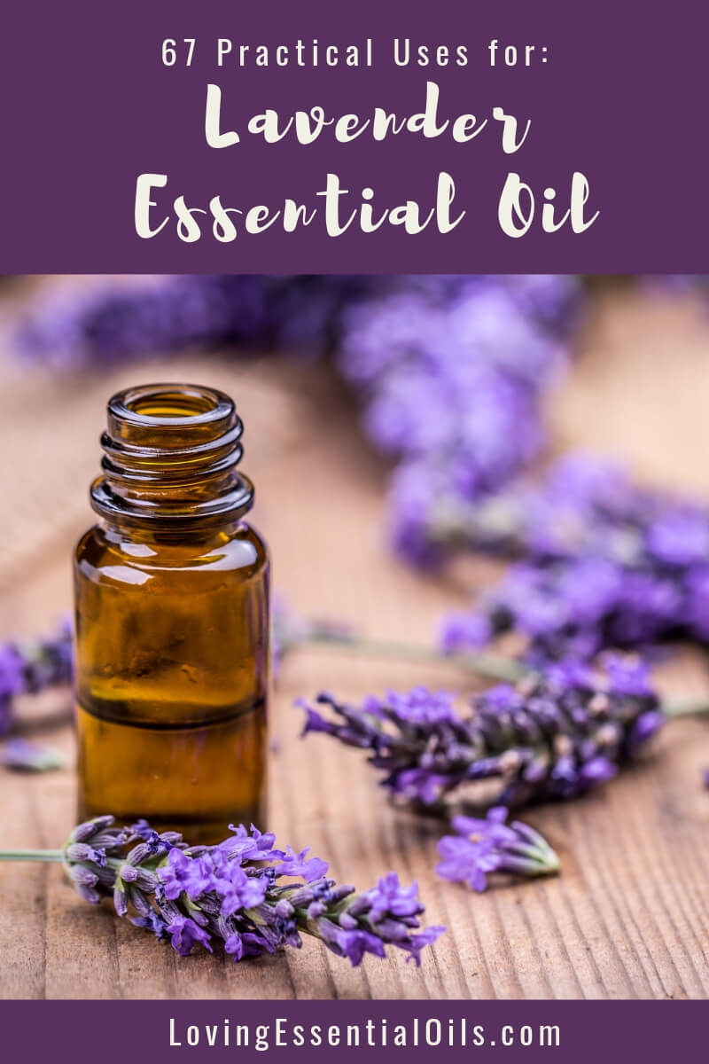 Lavender Essential Oil Uses and Benefits by Loving Essential Oils