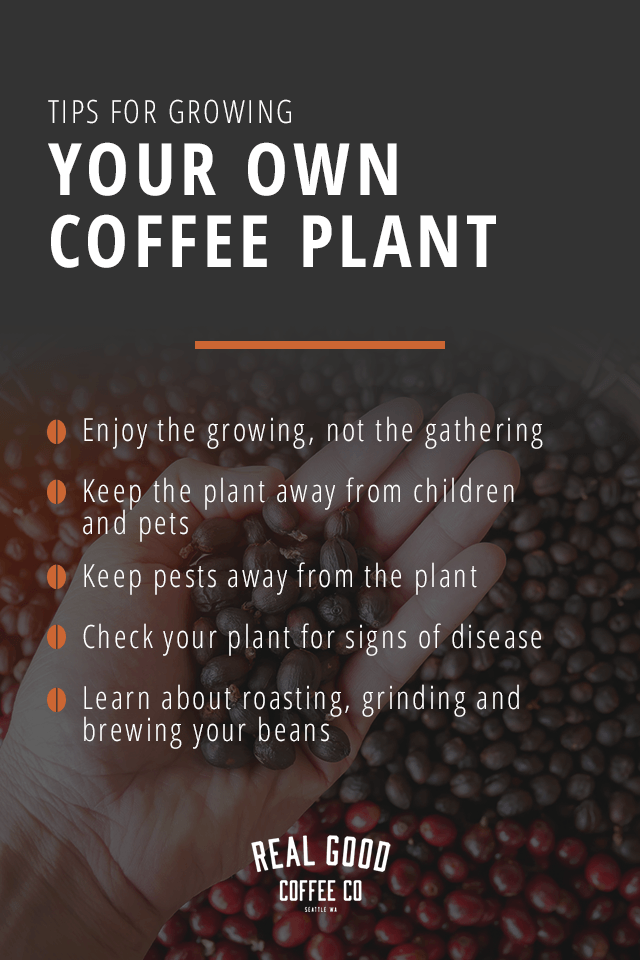How to Coffee Plant at – Real Good Company, LLC