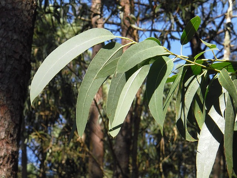 Eucalyptus leaves for essential for soap making - Soap.Club