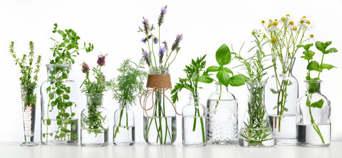 Various plants used for essential oils in soap making - Soap.Club