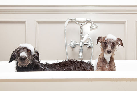 Natural Pet Soap A Soothing Solution For Dry Skin Conditions In