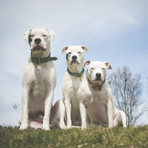 dog collars, the whitest pups you know, leather dog collars, boots and arrow