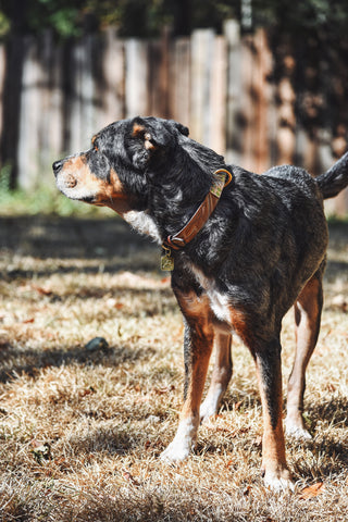 happy ringo, dogs, pets, catahoula, boots and arrow