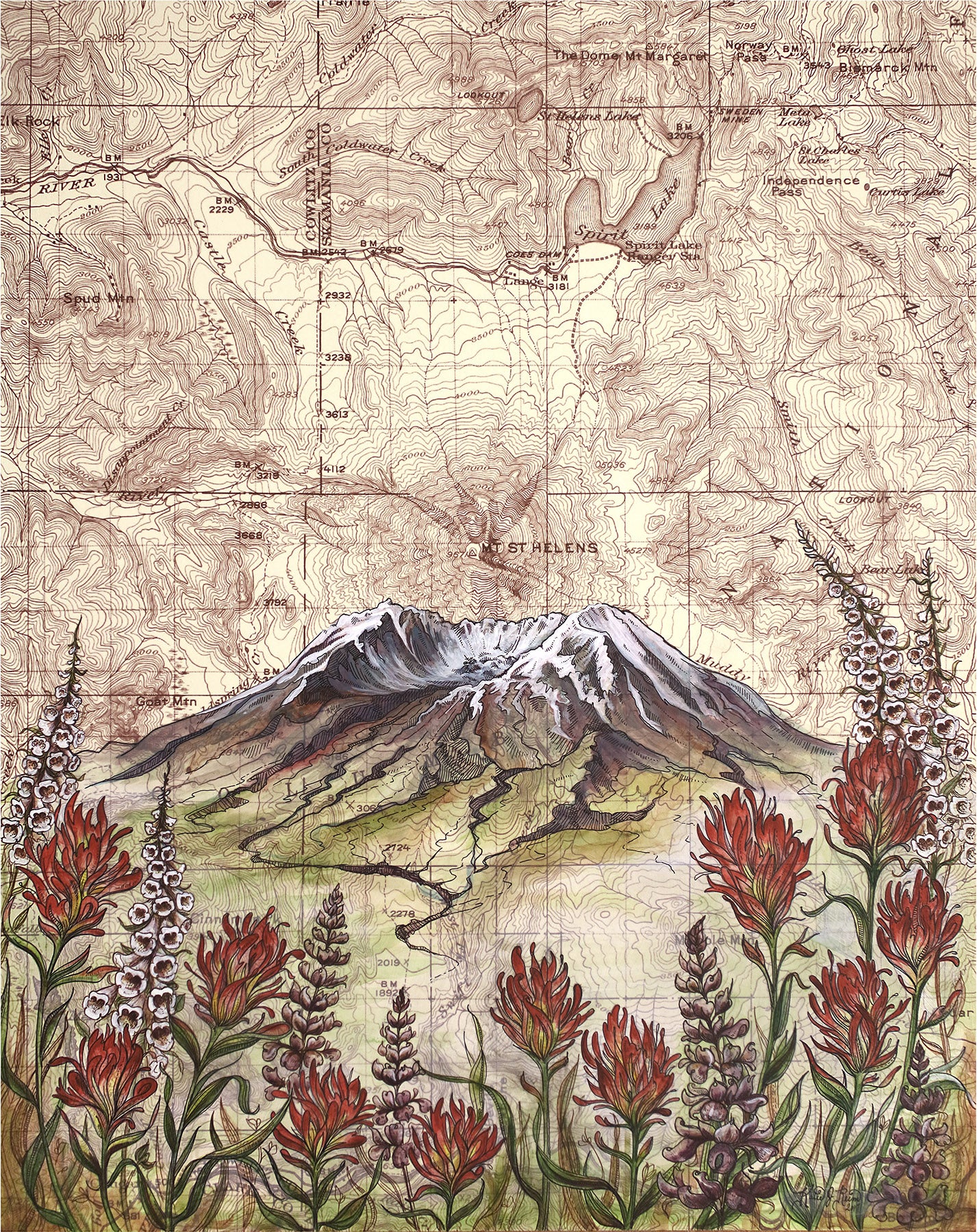 Mt. St. Helens Wildflowers Art Print w/ Mat