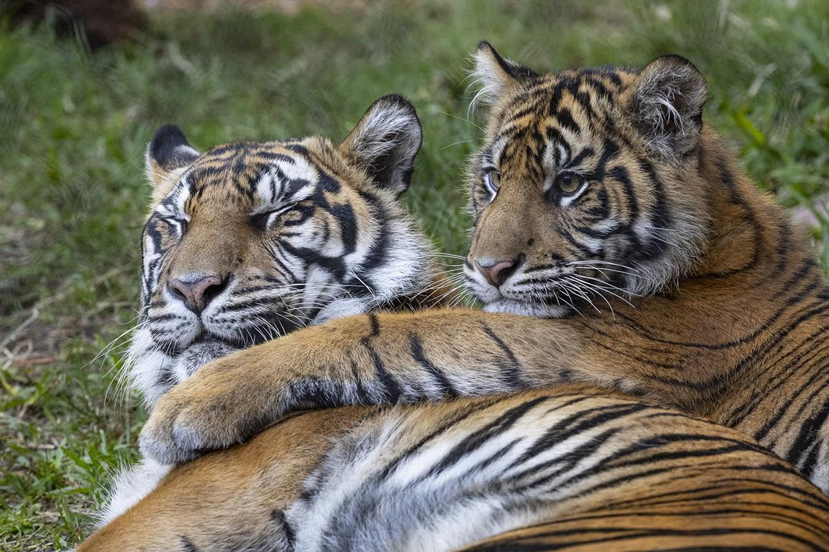Sumatran tiger mother and cub lying in a grassy field.