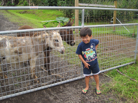 Kona Mountain Thunder Donkeys